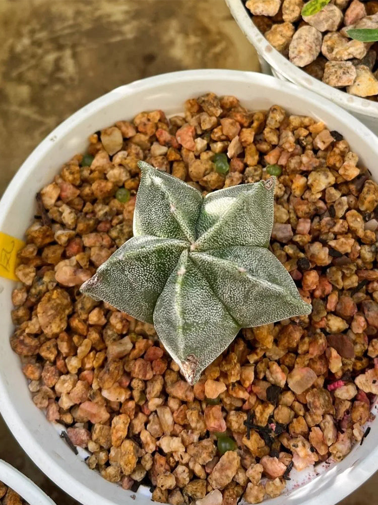 Pentagonal White-maculated Bishop's Cap Cactus
