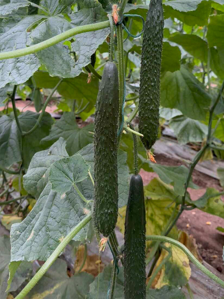 ‘Green Dragon F1 · 188' Cucumbers (Cucumis sativus L.)