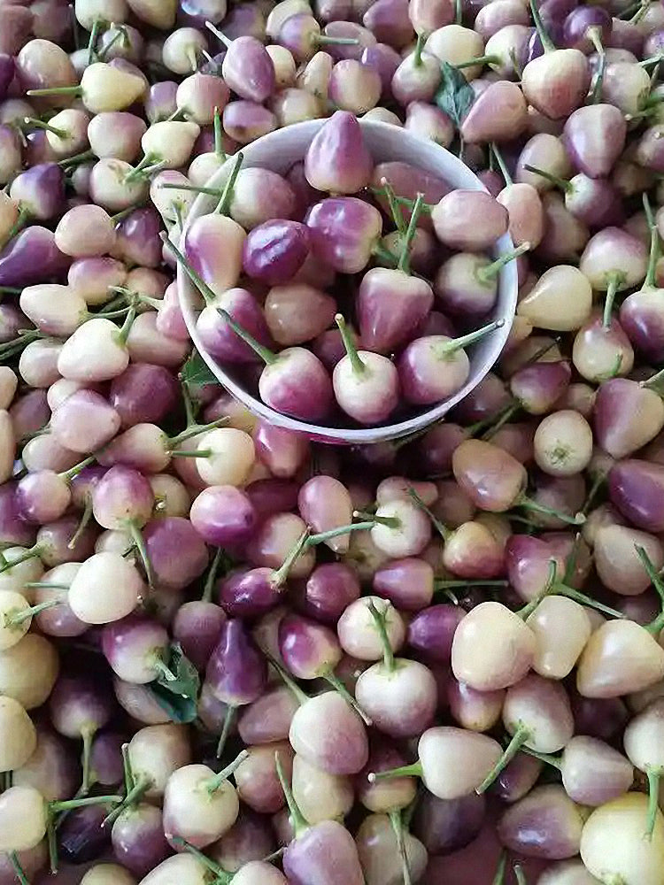 Pearl Ornamental Pepper (Capsicum annuum)