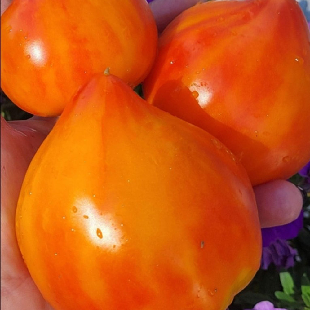 758 Pineapple Strawberry F2 Tomato