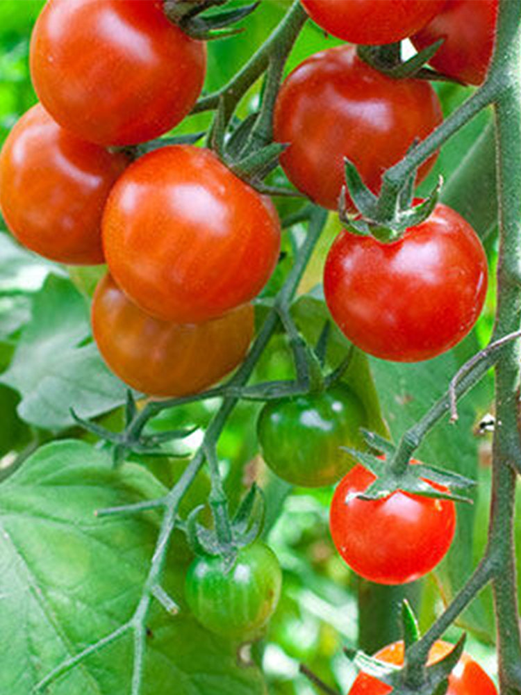 'Red Millennium' Cherry Tomatoes