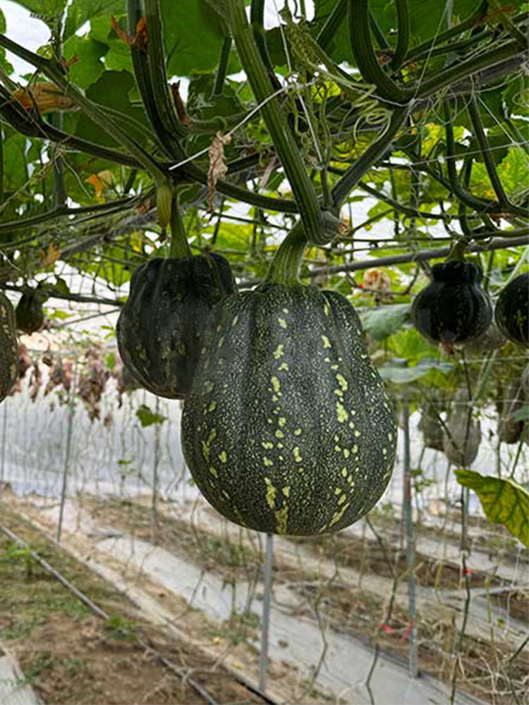 Prolific Fragrant Pumpkins