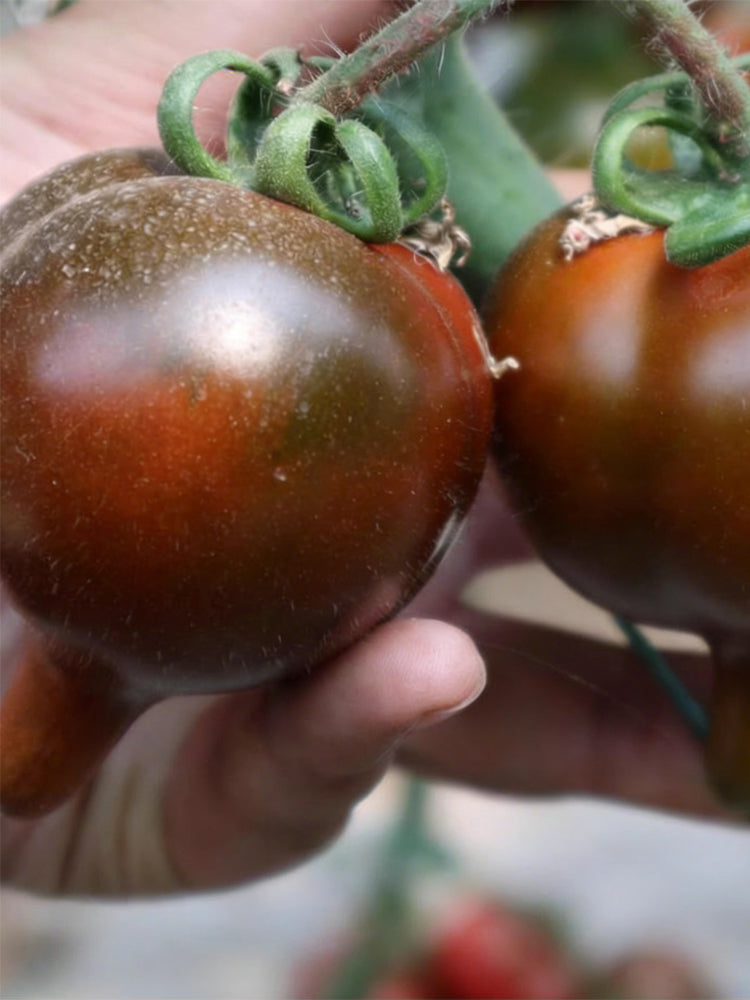Purple Peach Tomato