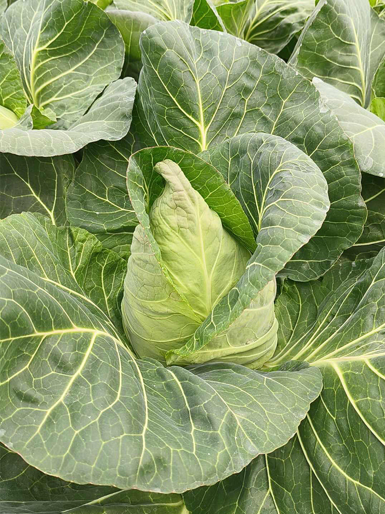 Xingyou Chunfeng Cabbage