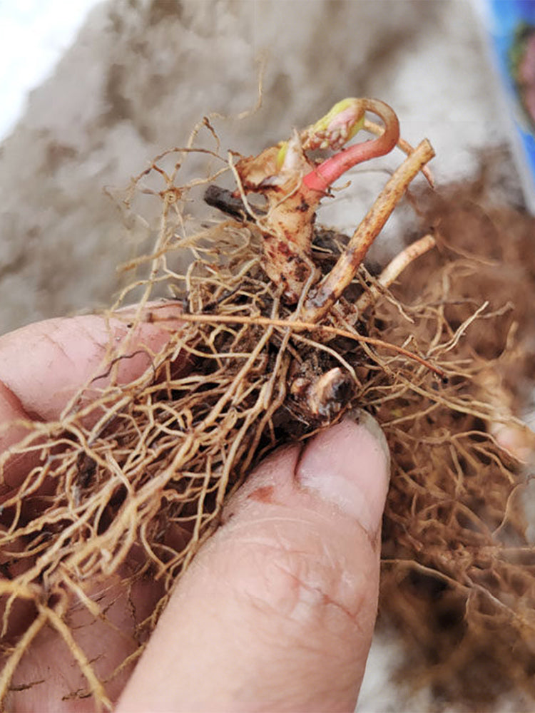 Epimedium Seedlings