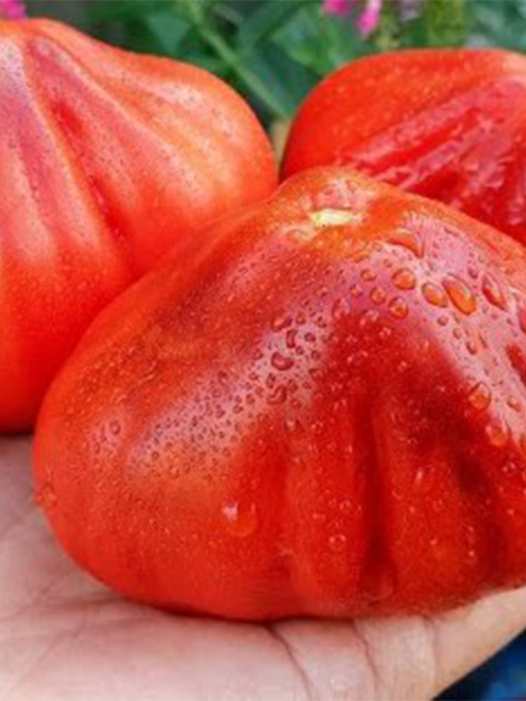 923 Japanese Purple Truffle Tomato