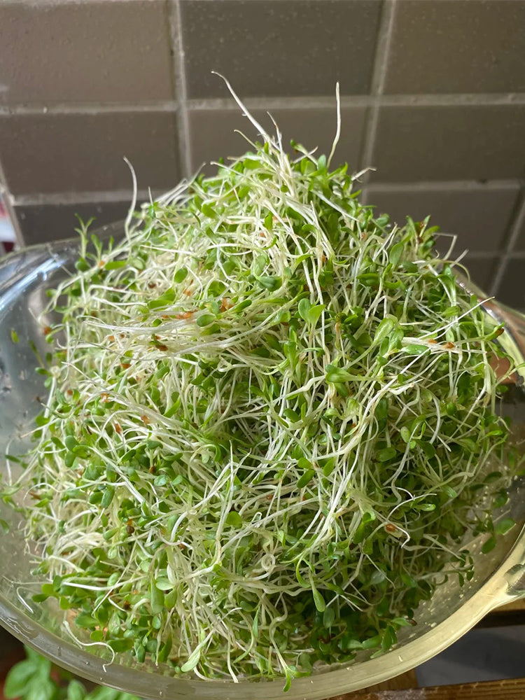 Clean Alfalfa Sprouting Seeds