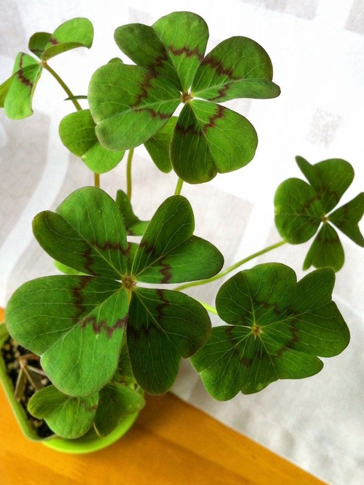 Oxalis deppei 'Mexico BotKA G4'