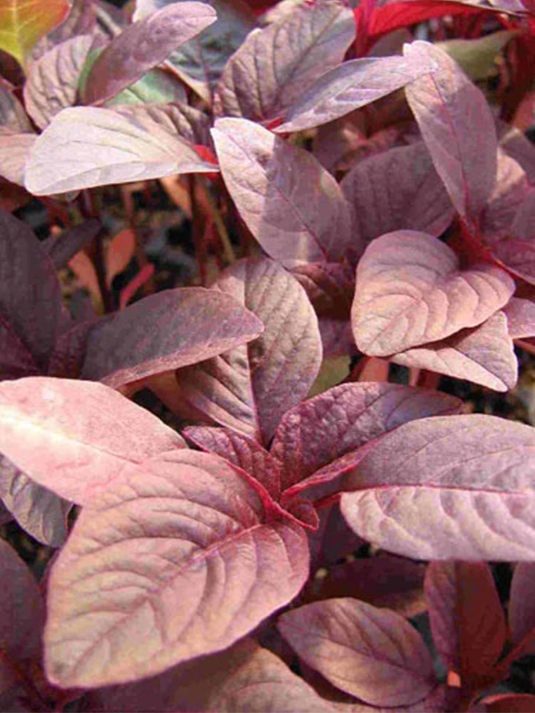 Red Round Leaf Amaranth