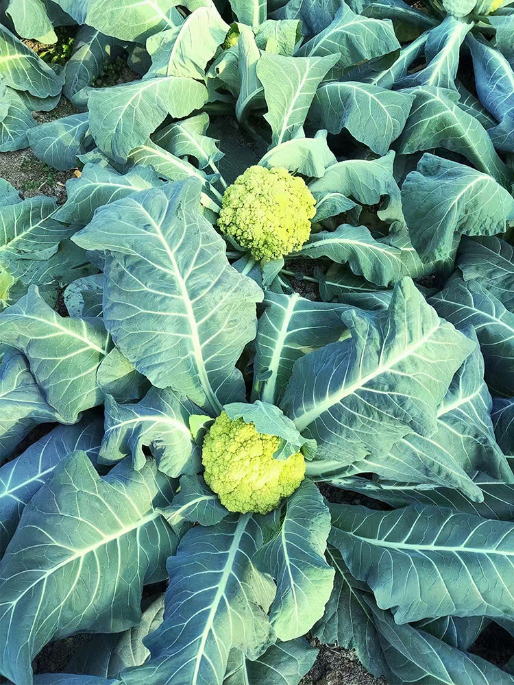 Green Cauliflower