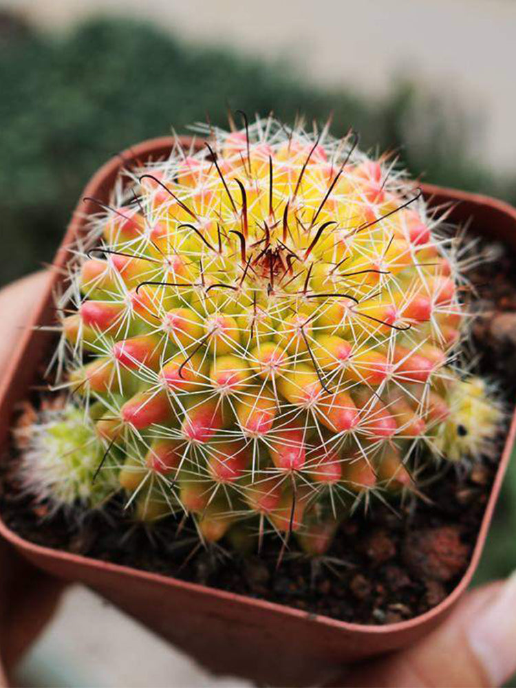 Mammillaria jaliscana f. variegata 'Hongnawan'