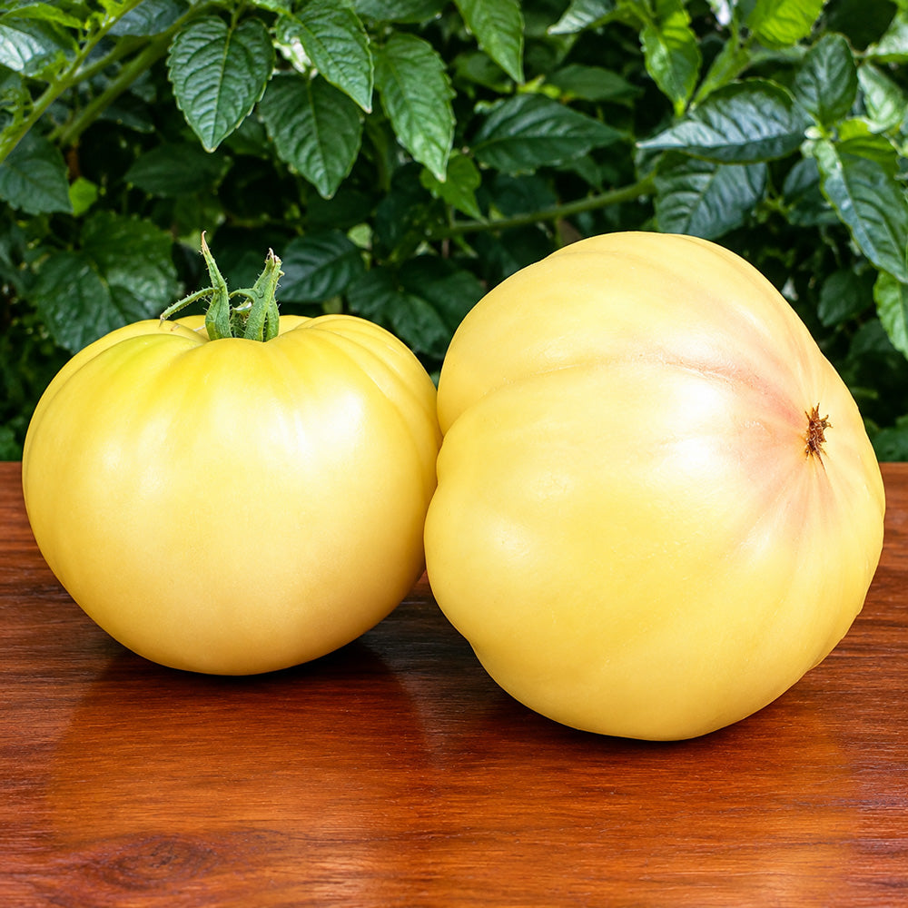117 Swan Song Tomato
