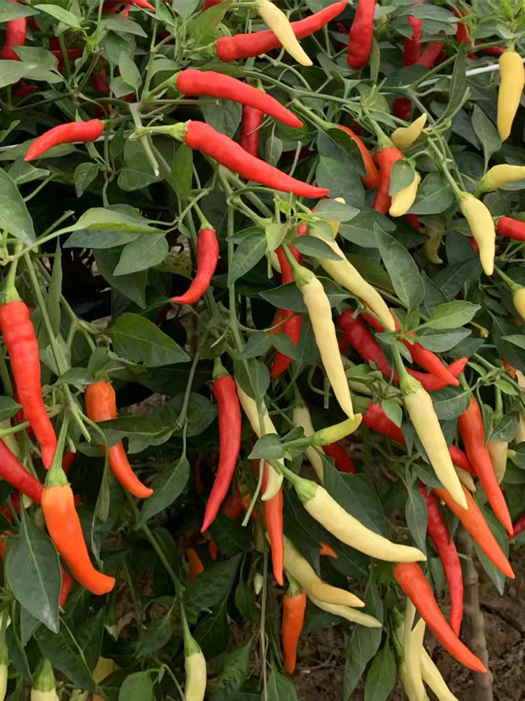 Yanjiao 528 Facing Heaven Peppers