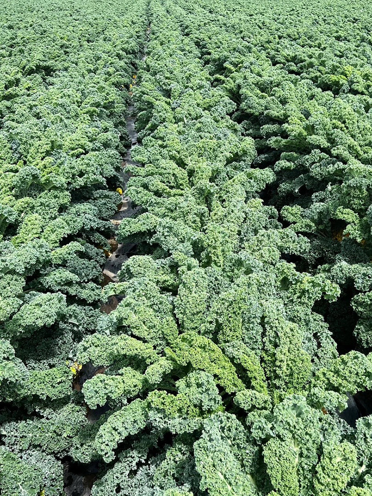 Firenze Kale