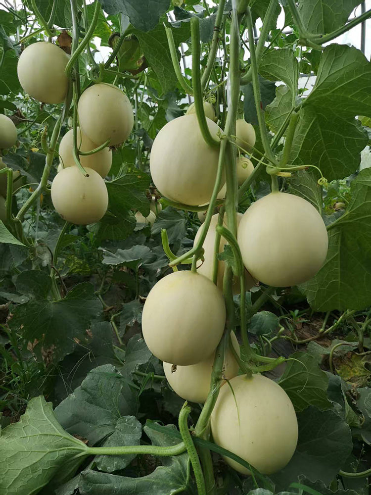 Caidu Jinyu No.12 F1 Melon