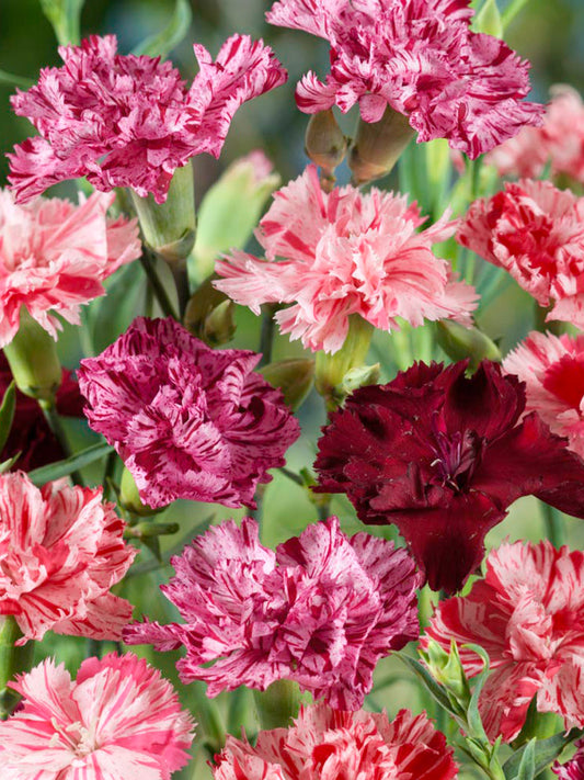 Frilly Mixed Carnation
