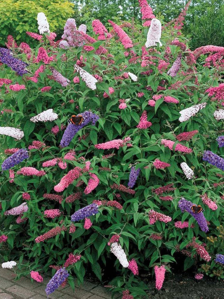 Mixed Butterfly Bush