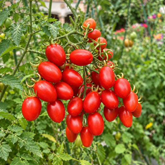 373 Cherry Roma Tomato
