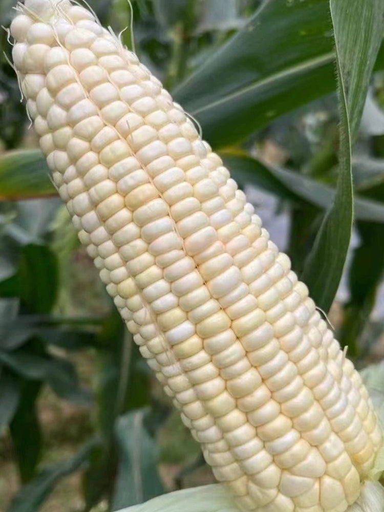 Sweet-waxy No.358 Corn