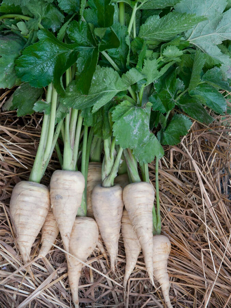 Parsnip (Pastinaca sativa)