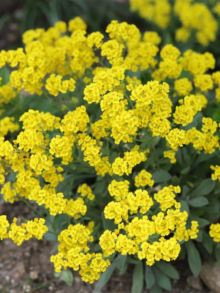 Mountain Alyssum