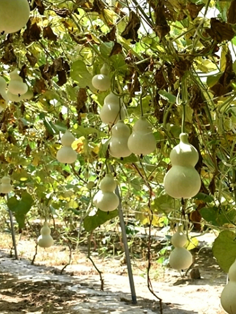 Large Wine Gourd