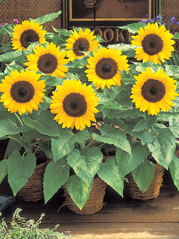 Bonsai Sunflowers