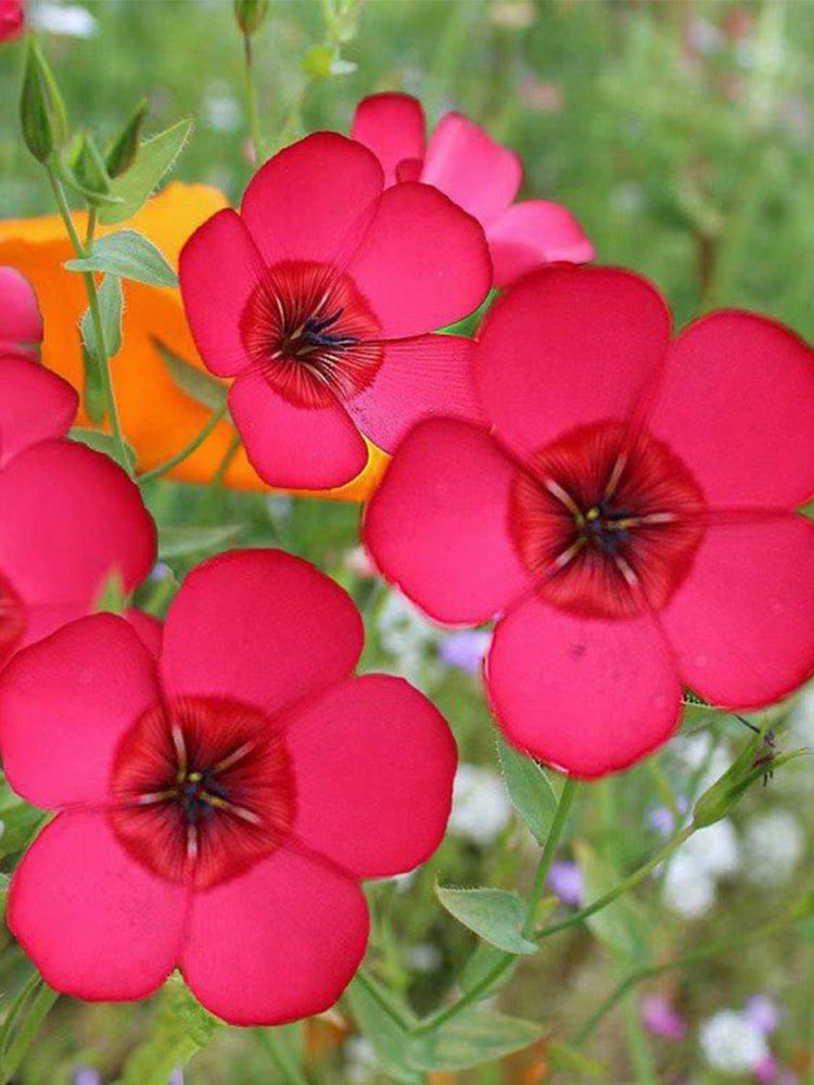 Hezhichun Scarlet Flax