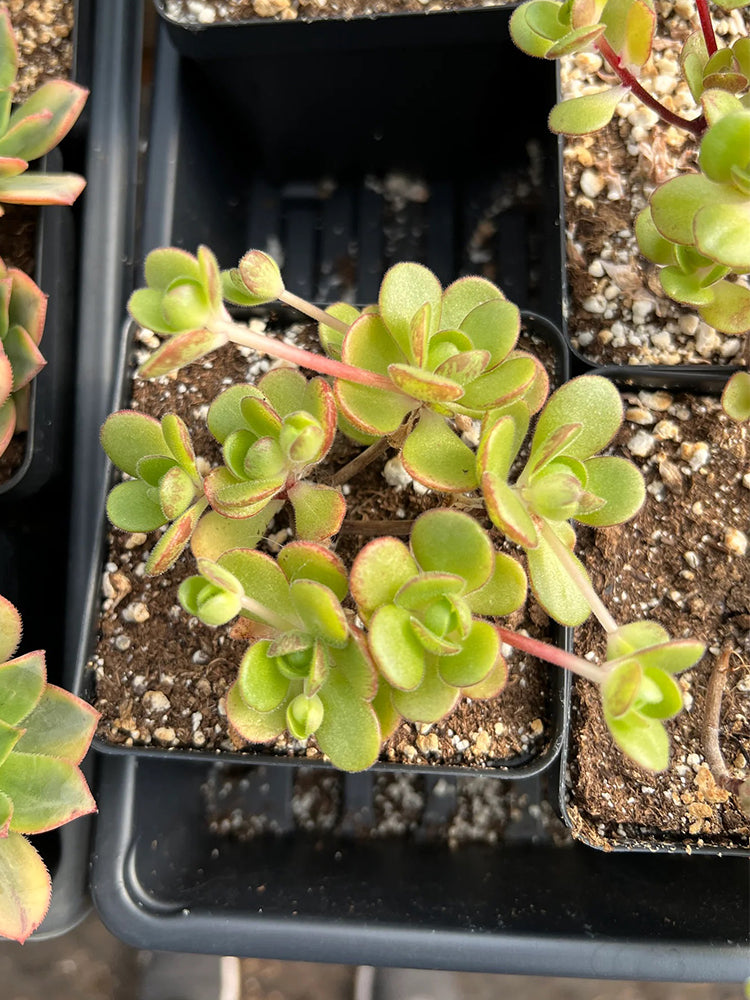 Aeonium saundersii