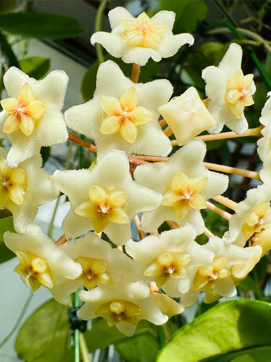 Hoya carnosa 'White Phoenix' Unrooted Stem Cuttings