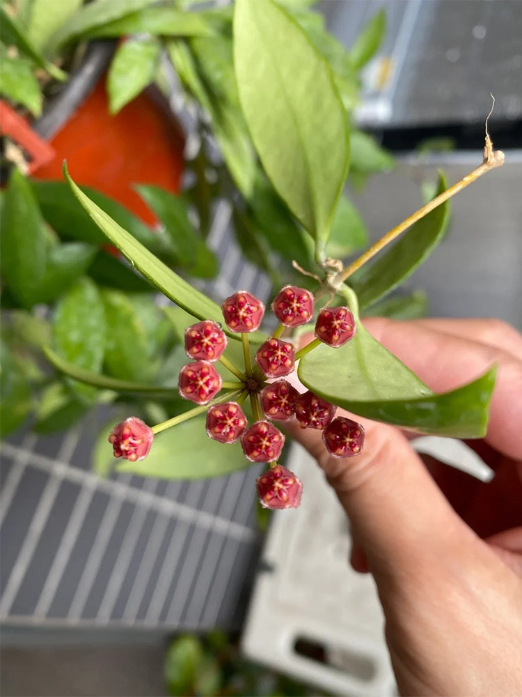 Hoya inconspicua Unrooted Stem Cuttings