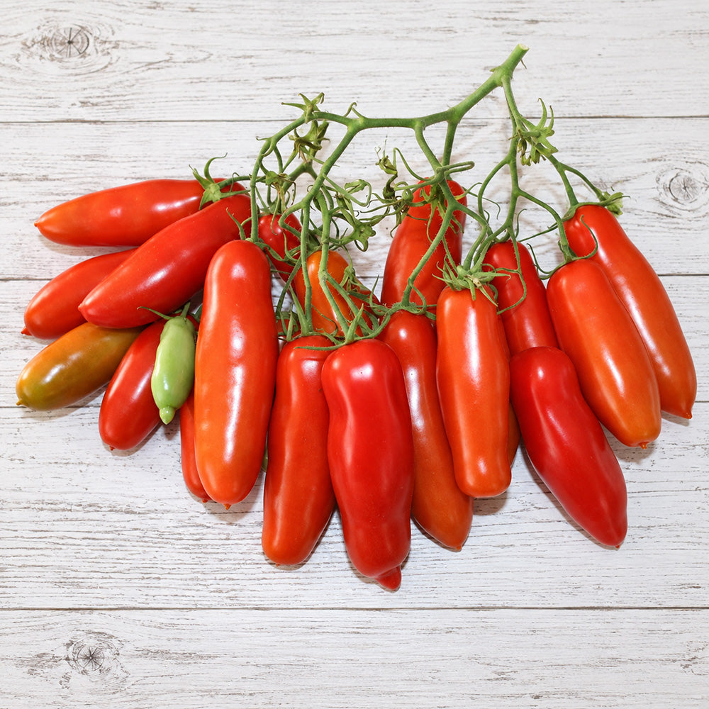 440 Jelly Bean Long Tomato