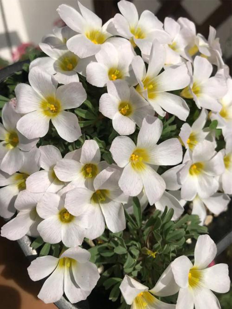 Oxalis massonorum 'Fragrant White Masson'