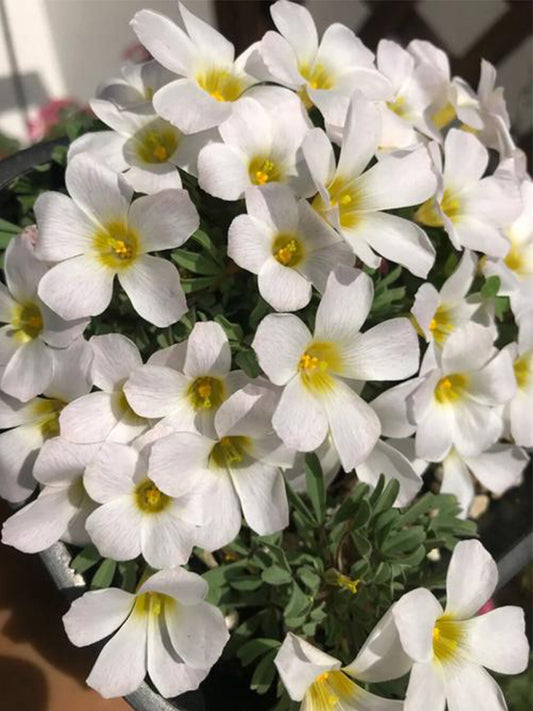 Oxalis massonorum 'Fragrant White Masson'