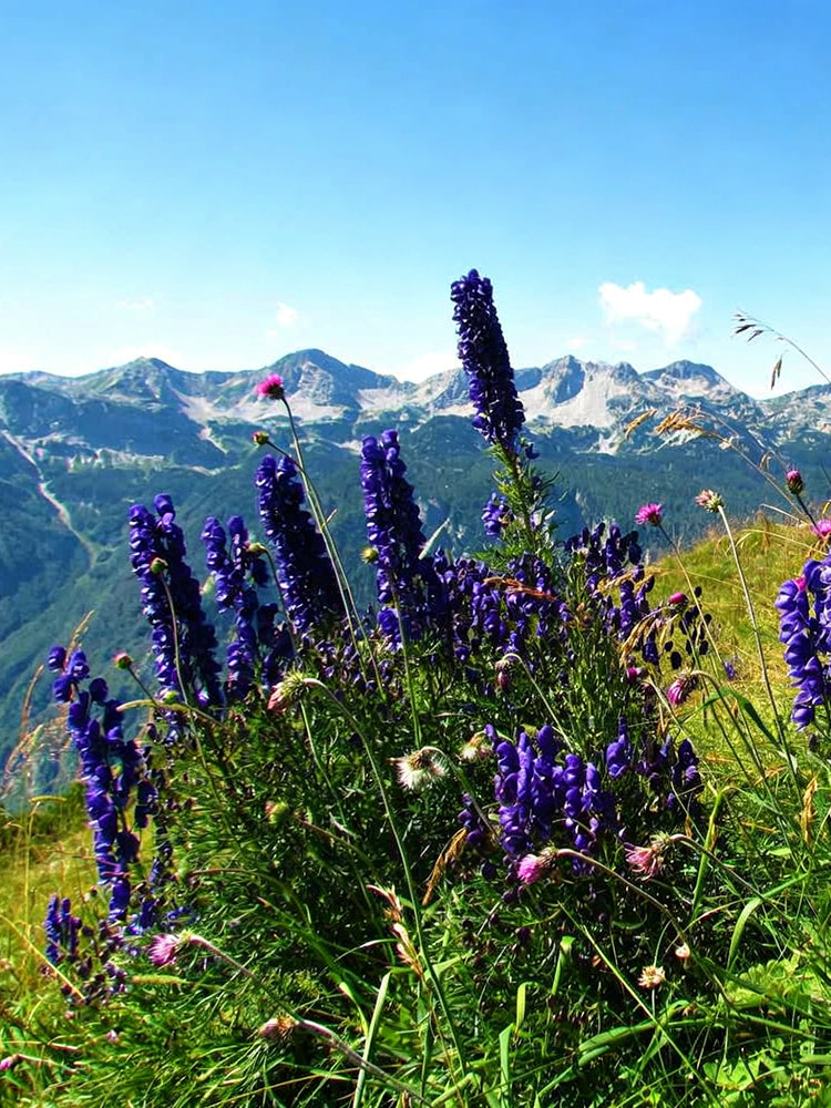European Aconite
