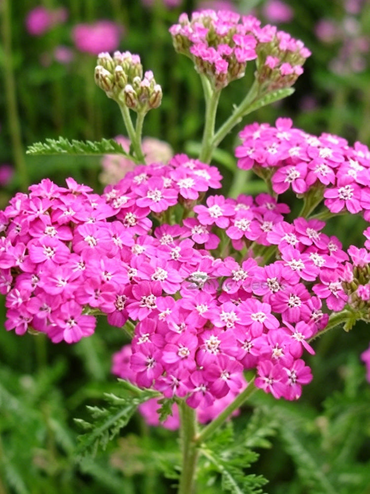 Pink Yarrow