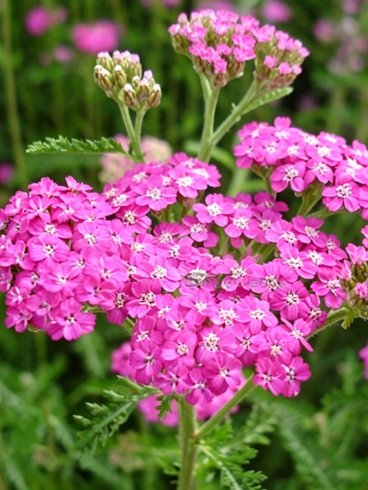 Pink Yarrow