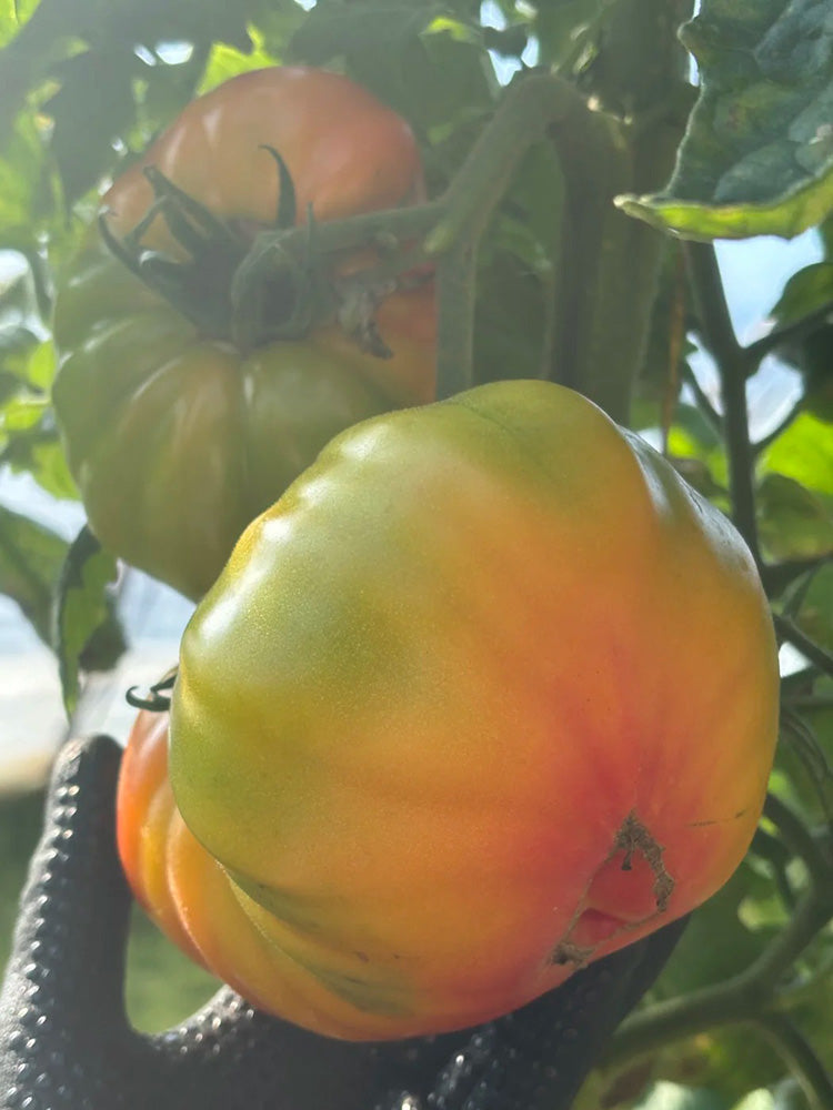 Hillbilly Potato Leaf Tomato