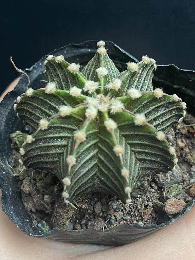Gymnocalycium stenopleurum