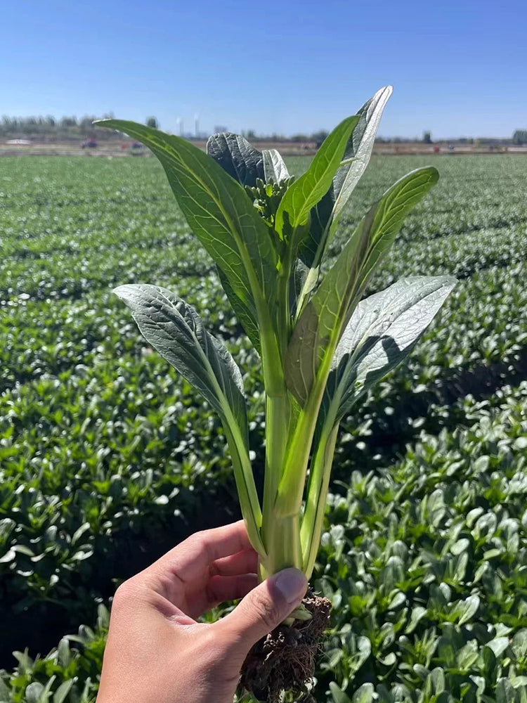 Meiqi No.3 Sweet Choy Sum