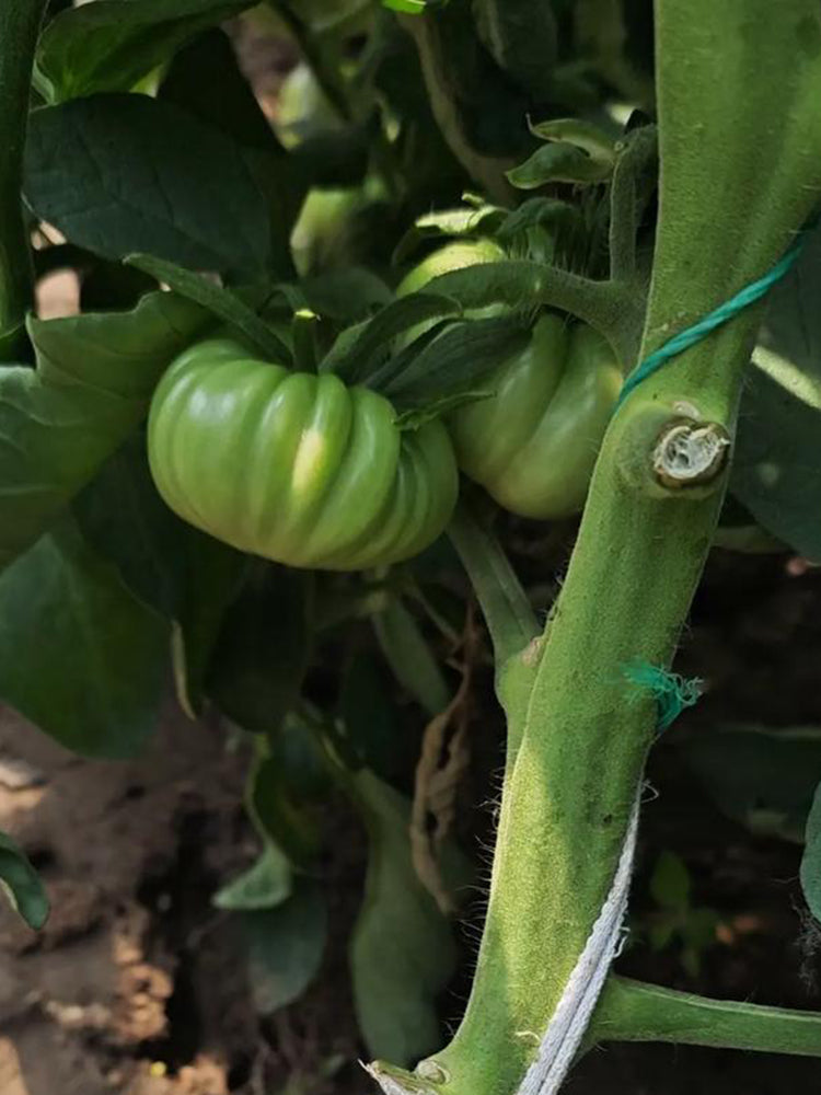 Green Steak Tomato