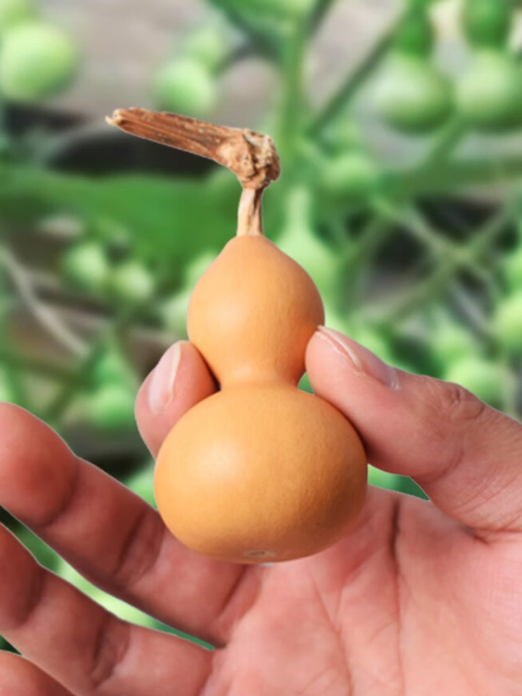 Extra Small Bottle Gourd