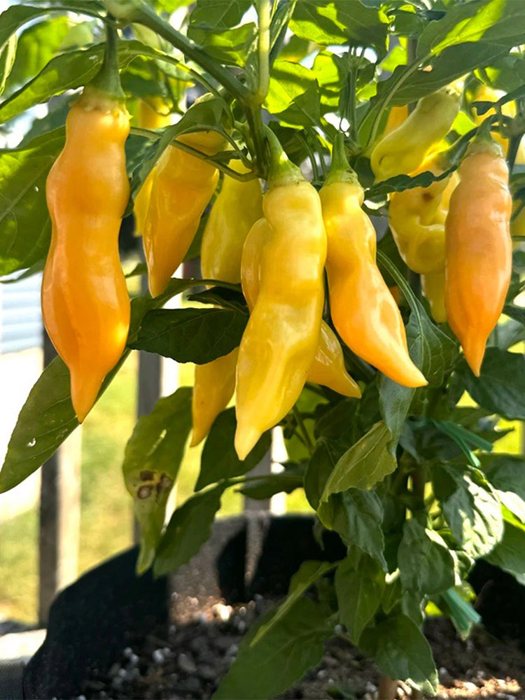 Sugar Peach Pepper