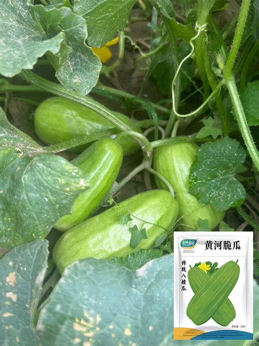 Yellow River' Chinese Vegetable Melons