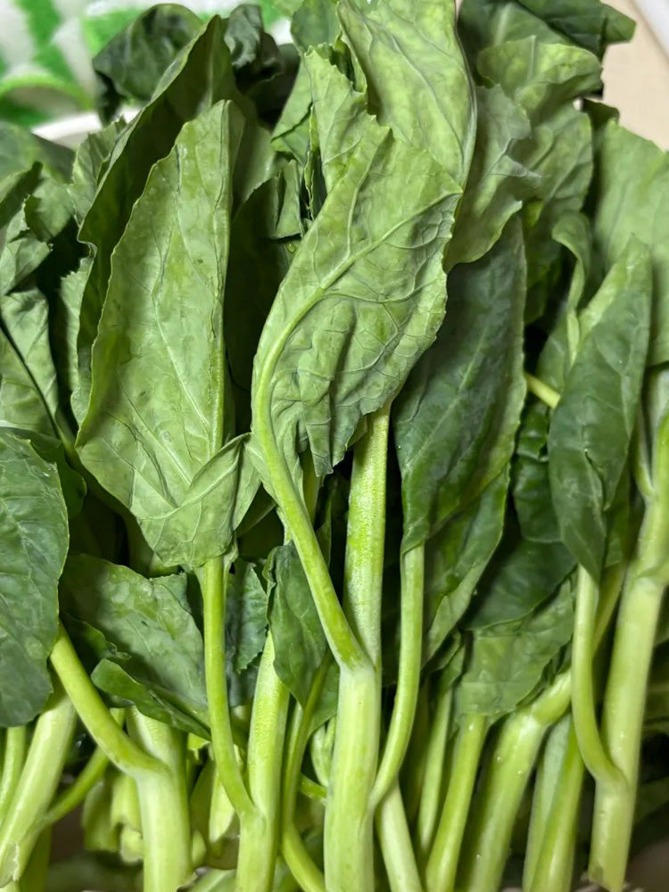 Jiemei Taoshan Chinese Broccoli