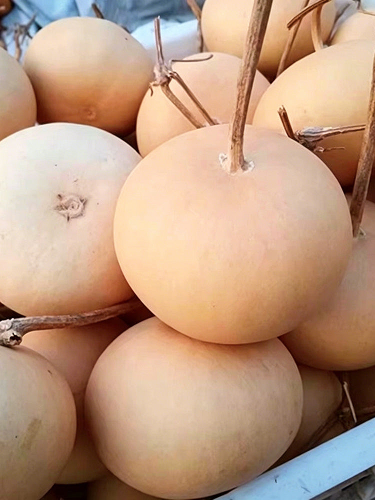 Small Apple Gourd
