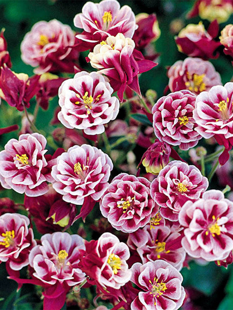 Hezhichun Aquilegia 'Crown Jewels Mixed'