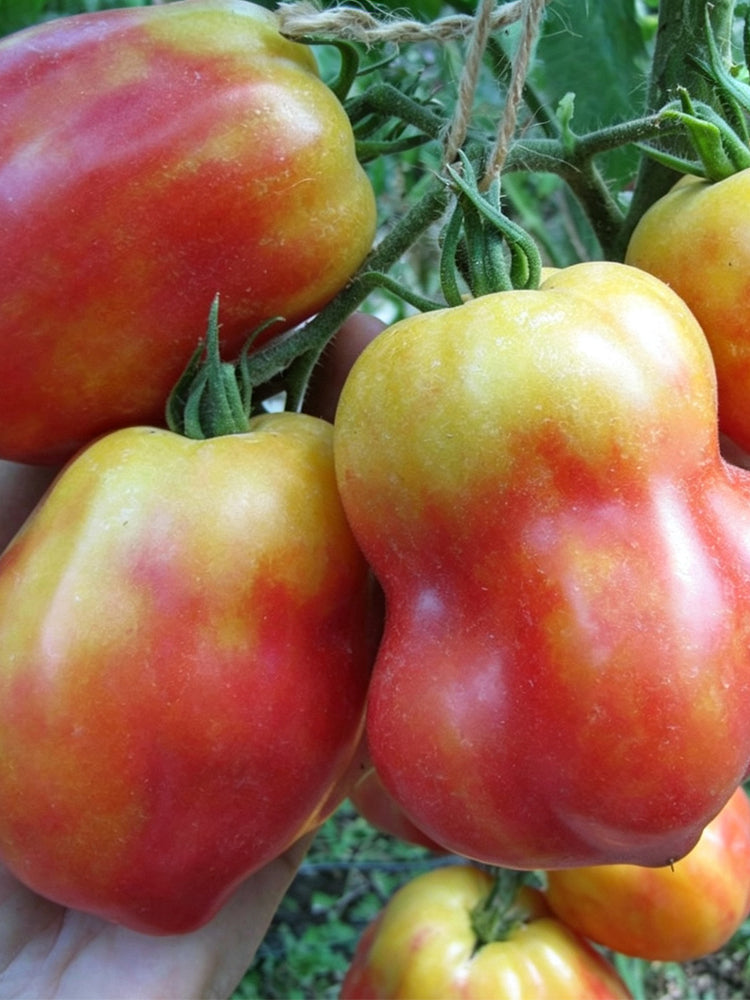 1028 Big Marshmallow Tomato
