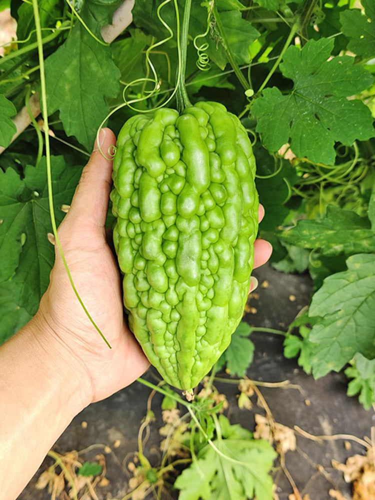 'Kainong Chunbao' Bitter Gourd