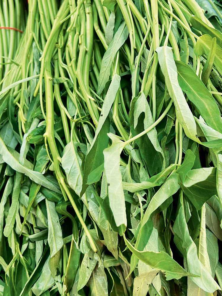 Willow Leaf Water Spinach